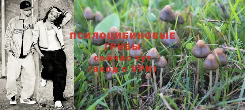 Псилоцибиновые грибы Psilocybe  где купить   Цоци-Юрт 